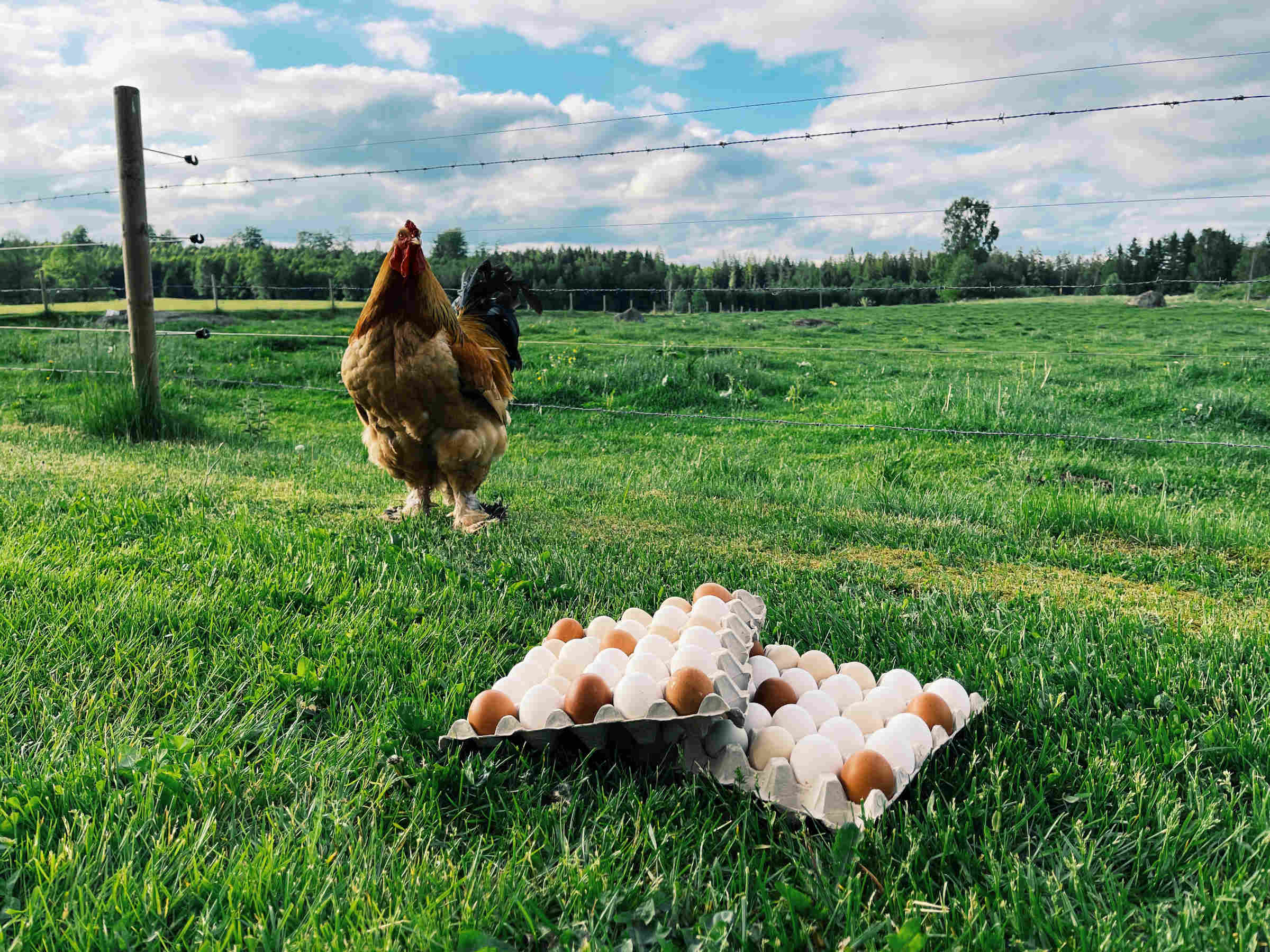 ägg bredvid kycklingar